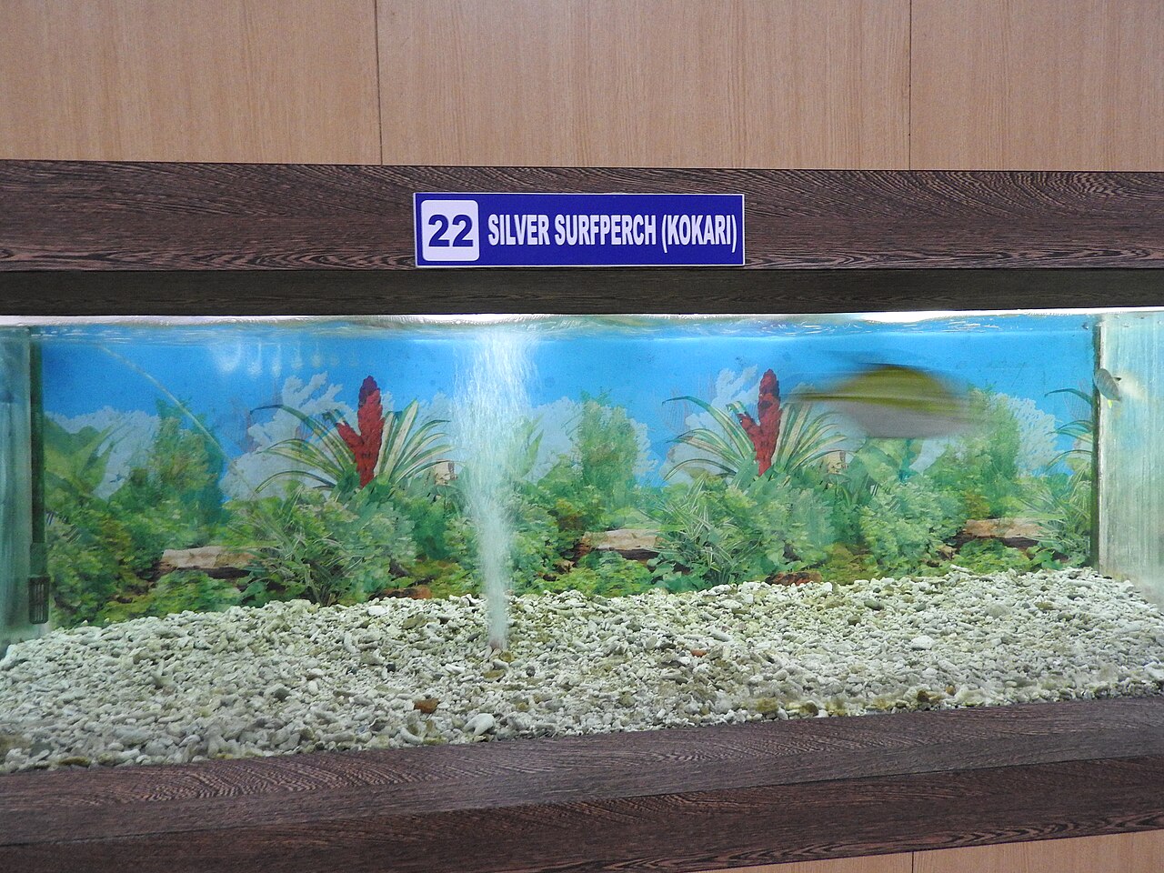 Foto fra Kokari, Hellas – Silver surfperch-1-samudrika museum-andaman-India