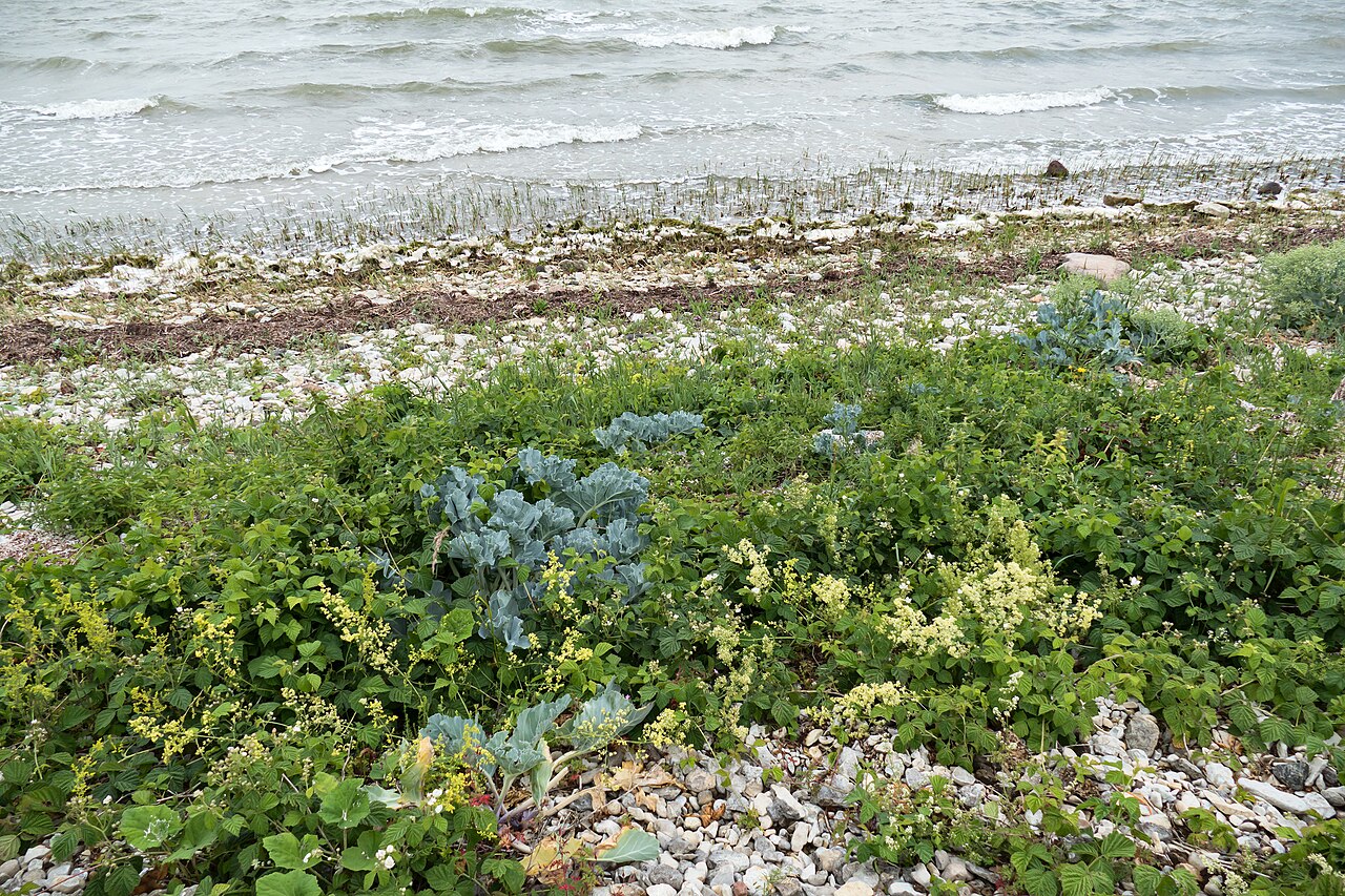 Foto fra Hiiumaa, Estland – Sääretirbi rannataimestik