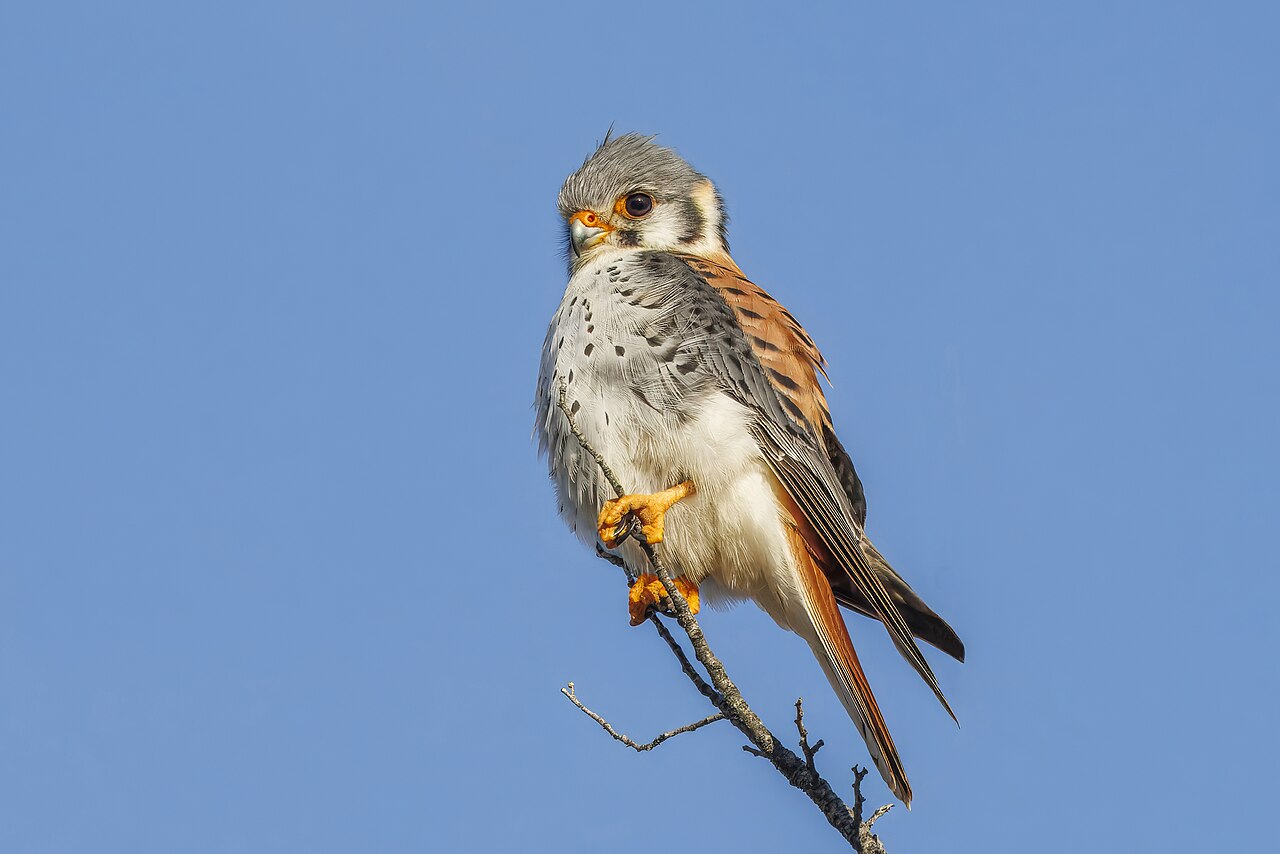 Foto fra Chile: American kestrel (Falco sparverius cinnamominus) male Leona Amarga