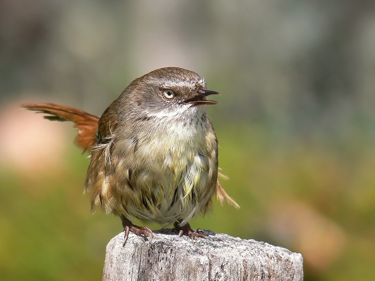 Foto fra Australia – Scrub wren female Vocalising444