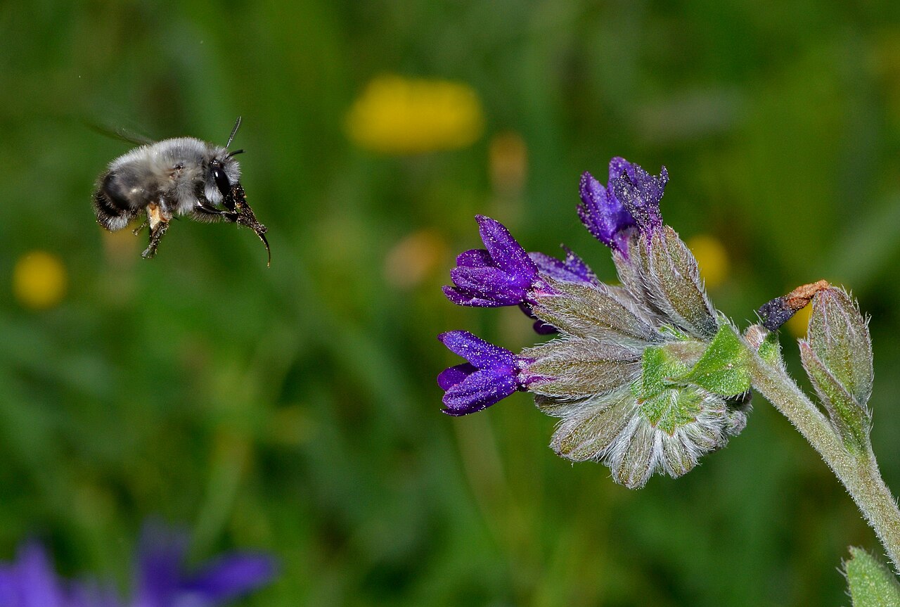 Foto fra Israel – Anchusa undulata 1
