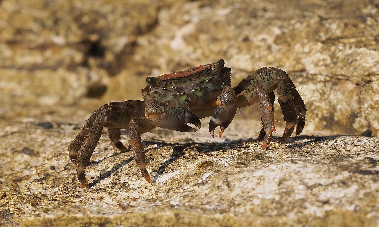 Foto fra Kroatia – Crab (Pachygrapsus marmoratus)