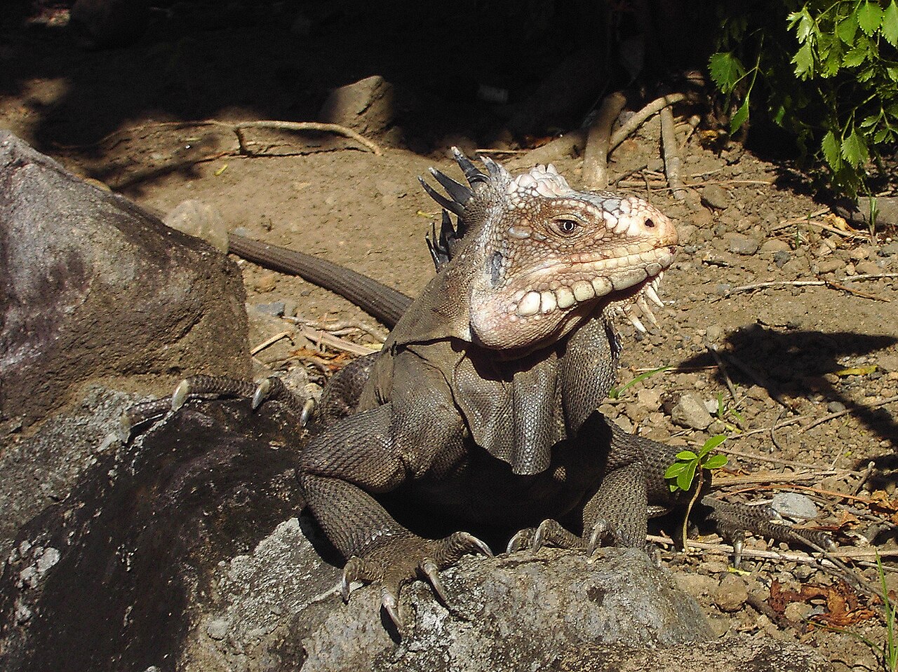Foto fra Dominica – Iguana delicatissima