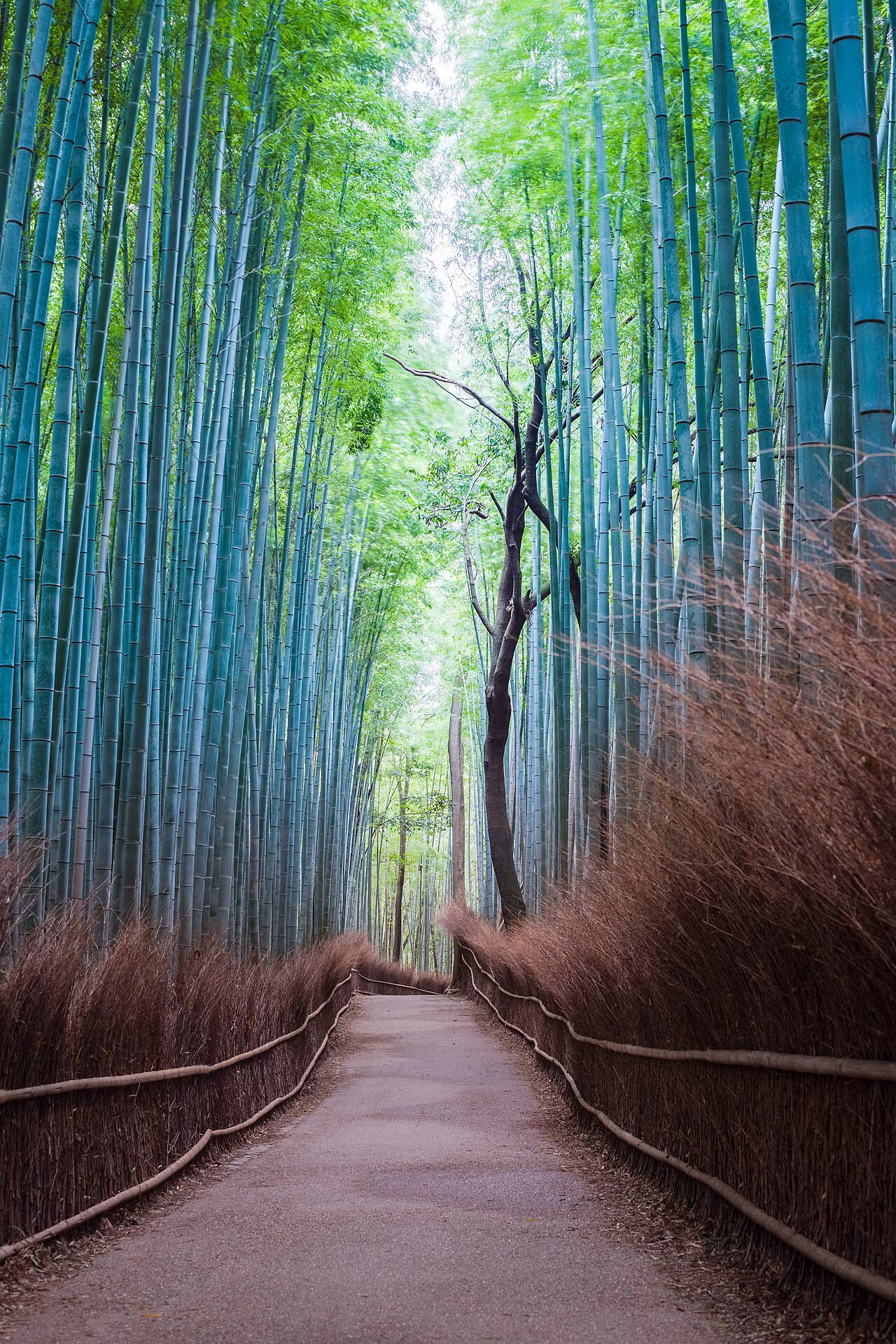 Foto fra Kyoto, Japan – Arashiyama Bamboo Grove