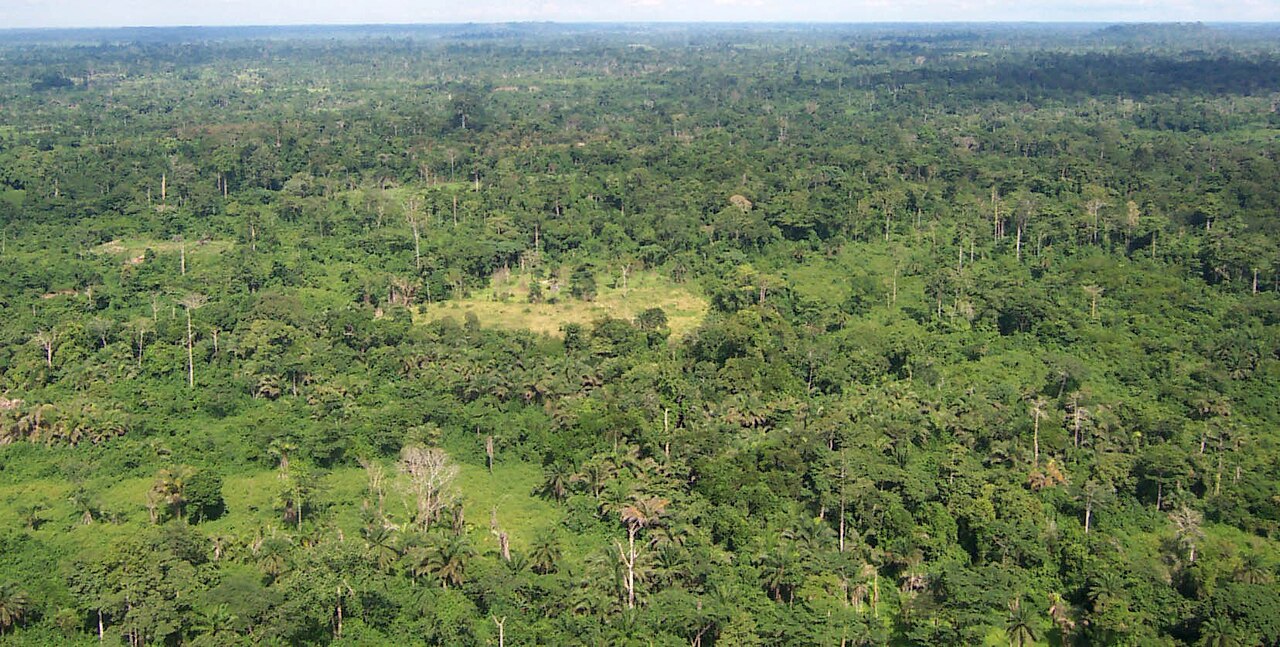 Foto fra Liberia – Liberia tropical forest