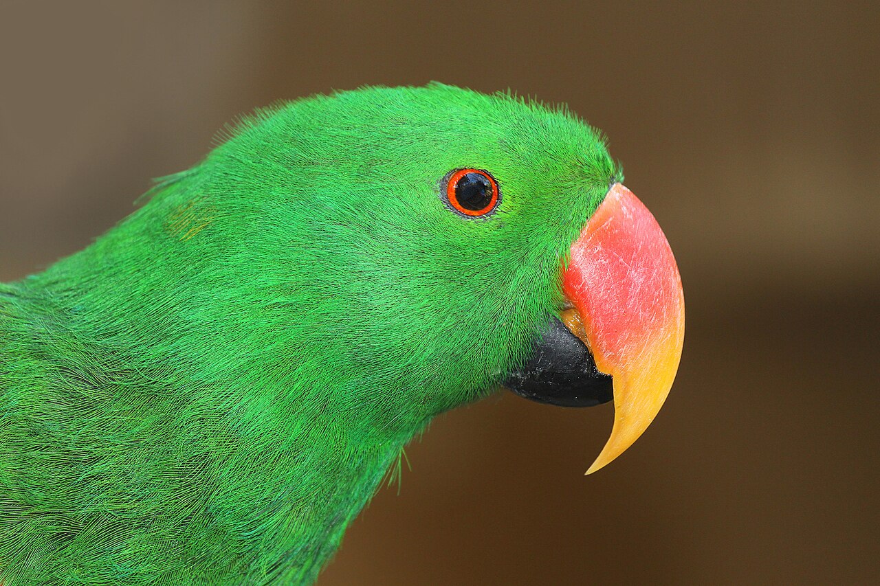 Foto fra Spania – Eclectus roratus 01
