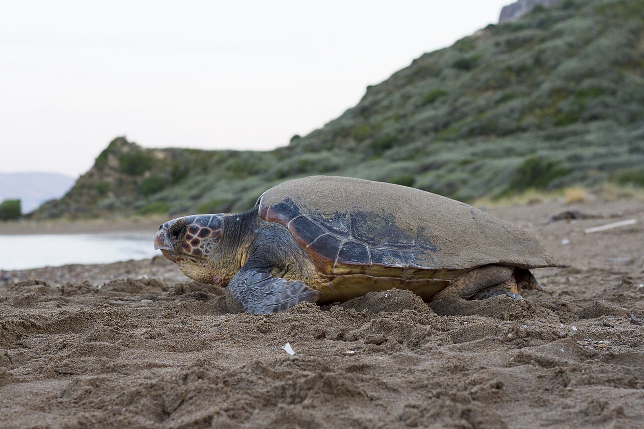 Foto fra Zakynthos, Hellas – Loggerhead Turtle Caretta Caretta