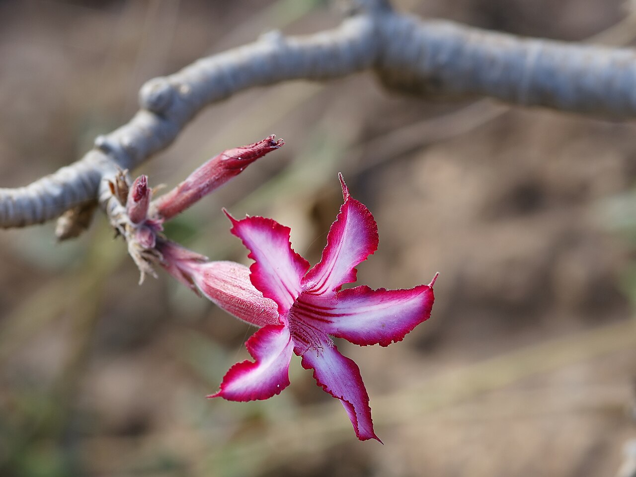 Foto fra Zambia – Adenium multiflorum
