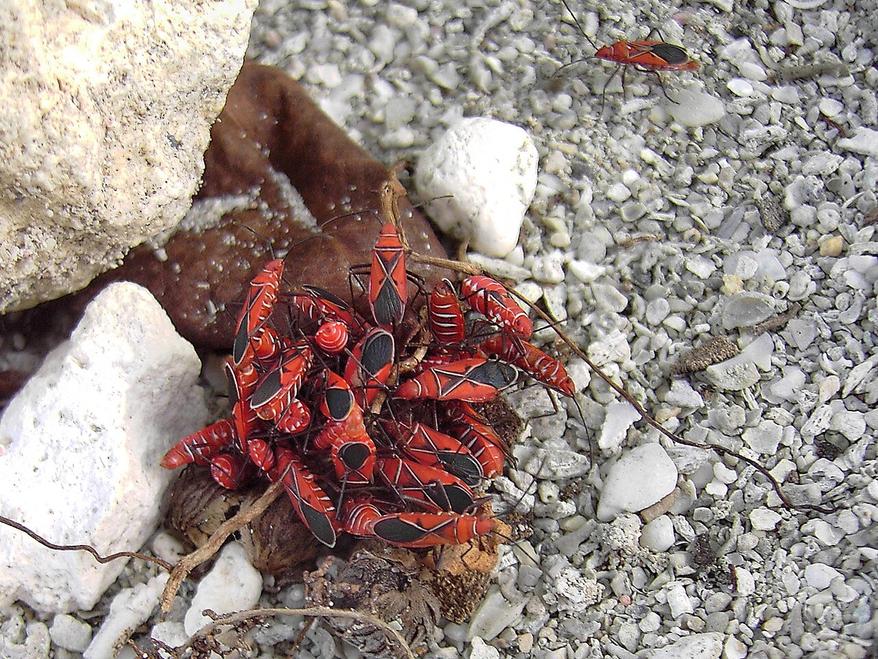 Foto fra Guadeloupe – Dysdercus andreae