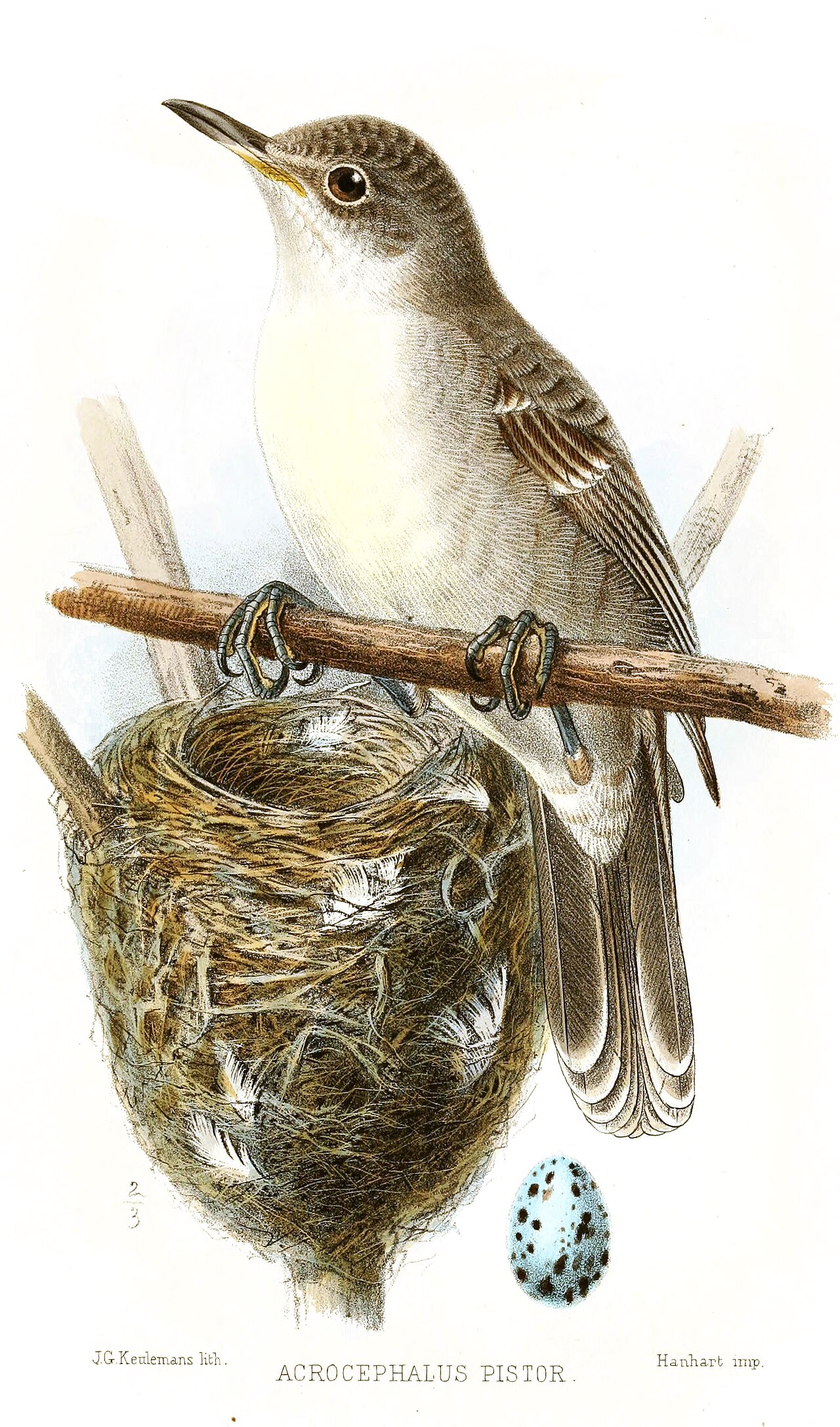 Foto fra Kiribati – AcrocephalusPistorKeulemans