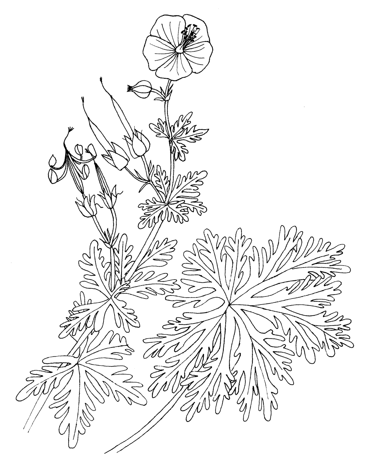 Foto fra Gerani, Hellas – Geranium pratense ellywa