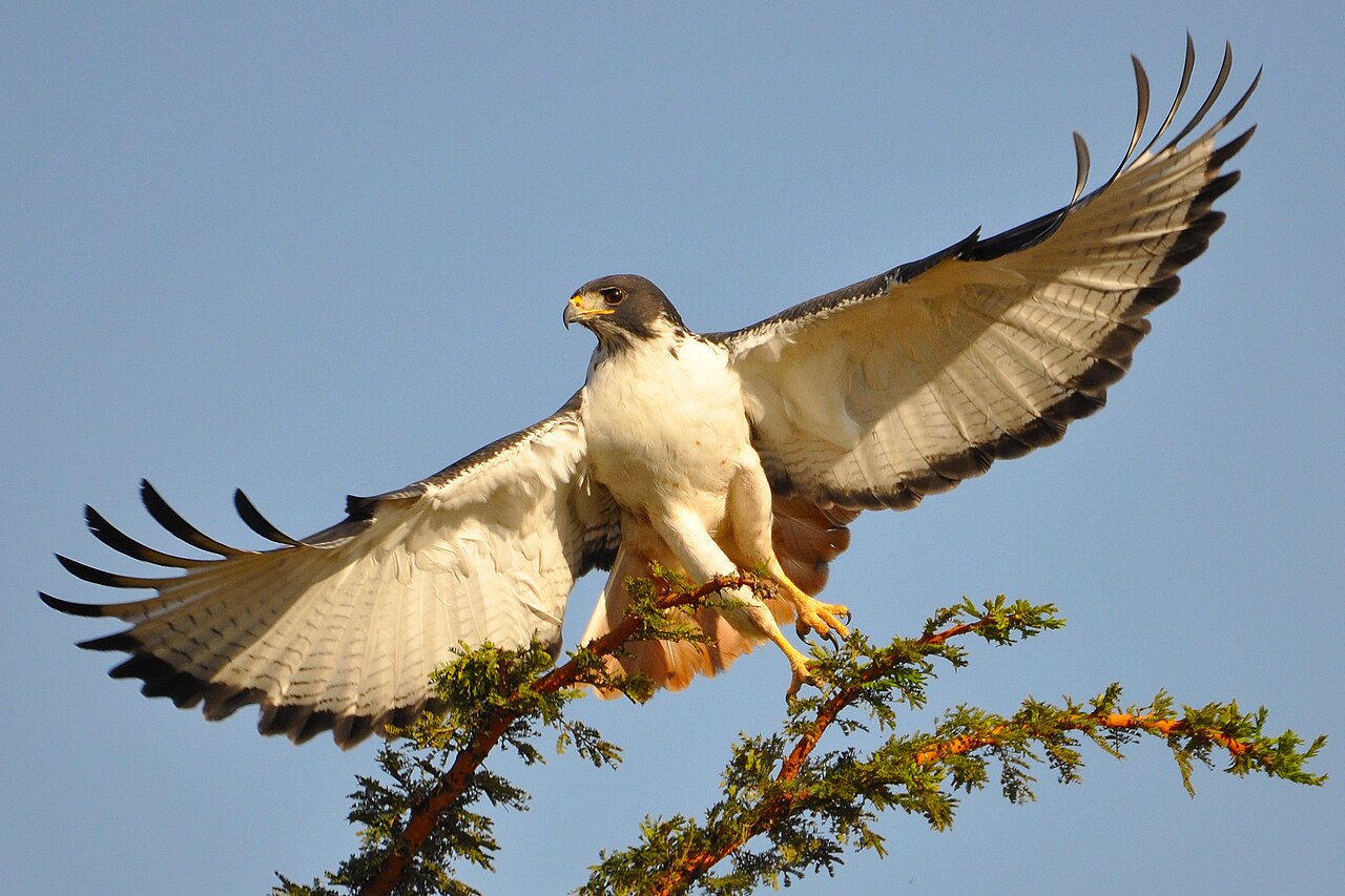 Foto fra Tanzania – Augurbussard-Serengeti