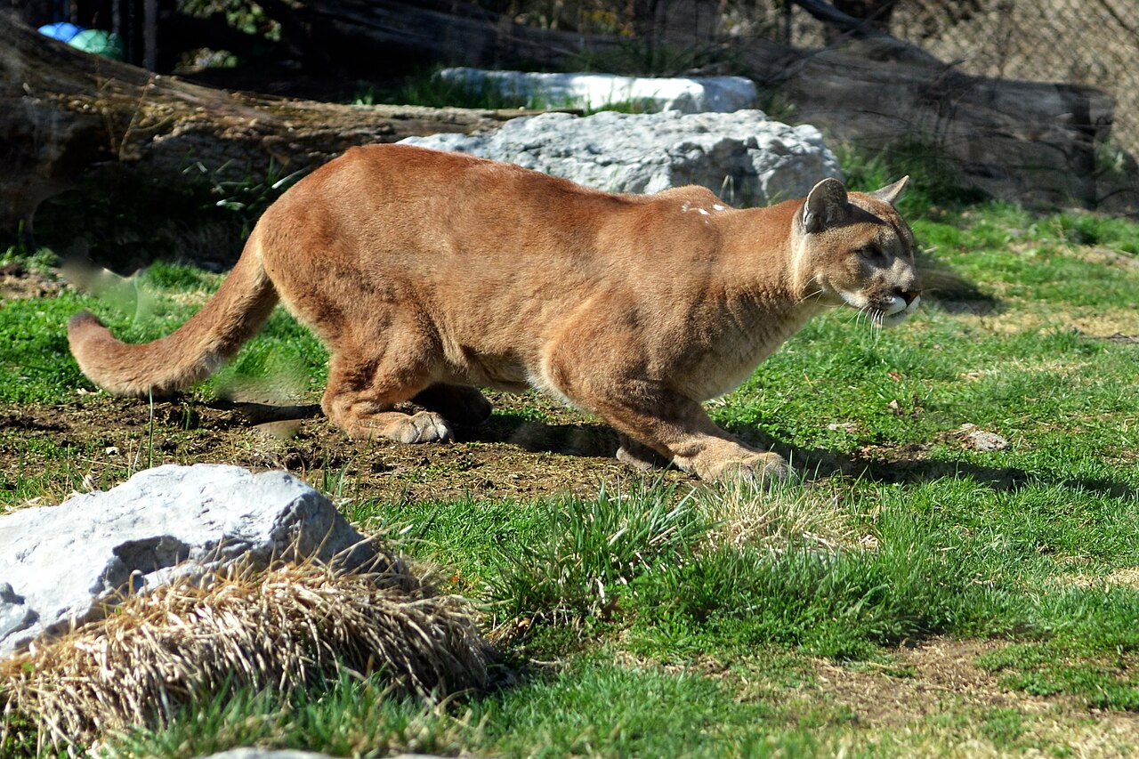 Foto fra Pampas, Argentina – Crouching Puma