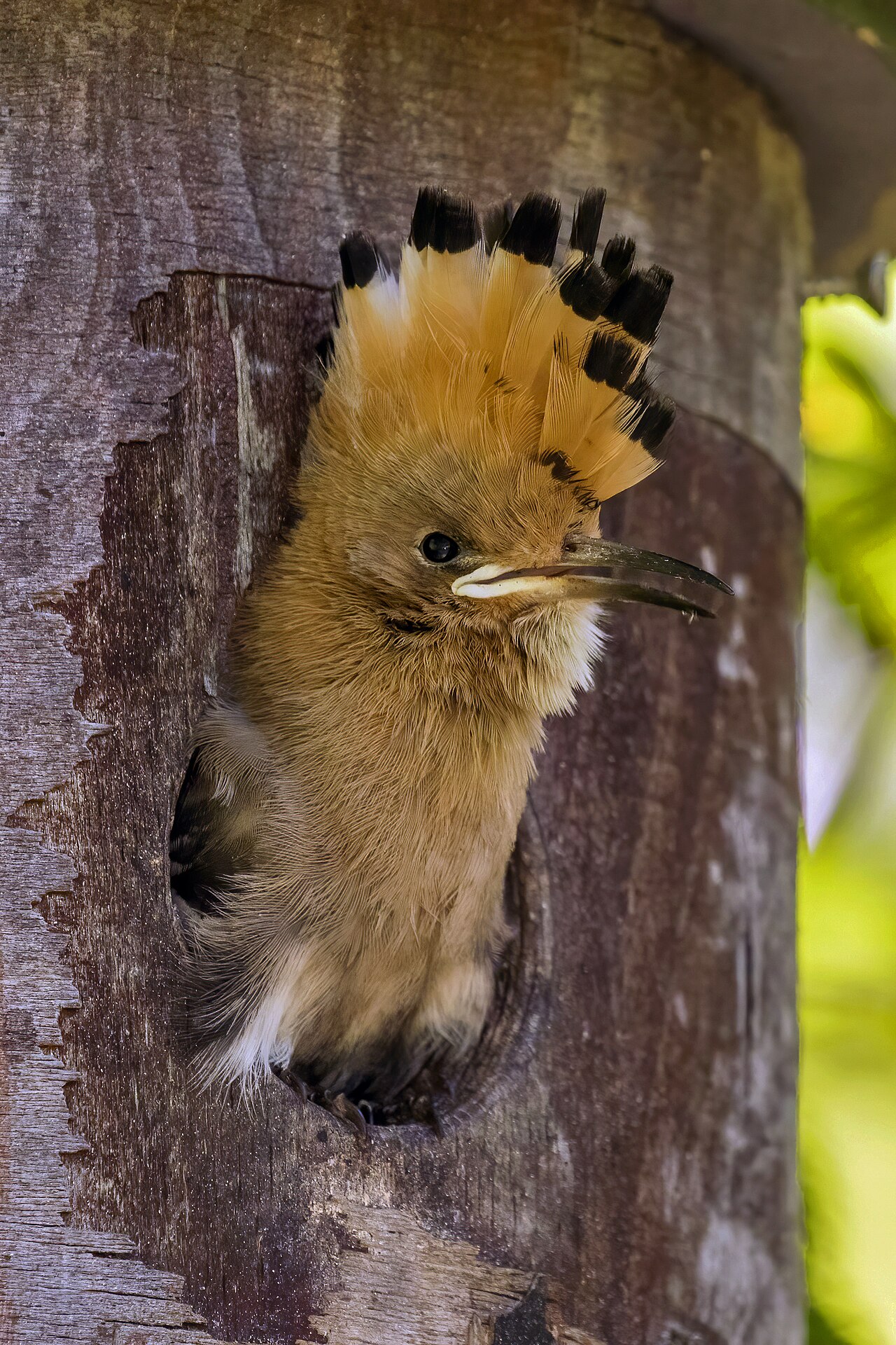 Foto fra Ungarn – Eurasian hoopoe (Upupa epops) juvenile in nest box 2