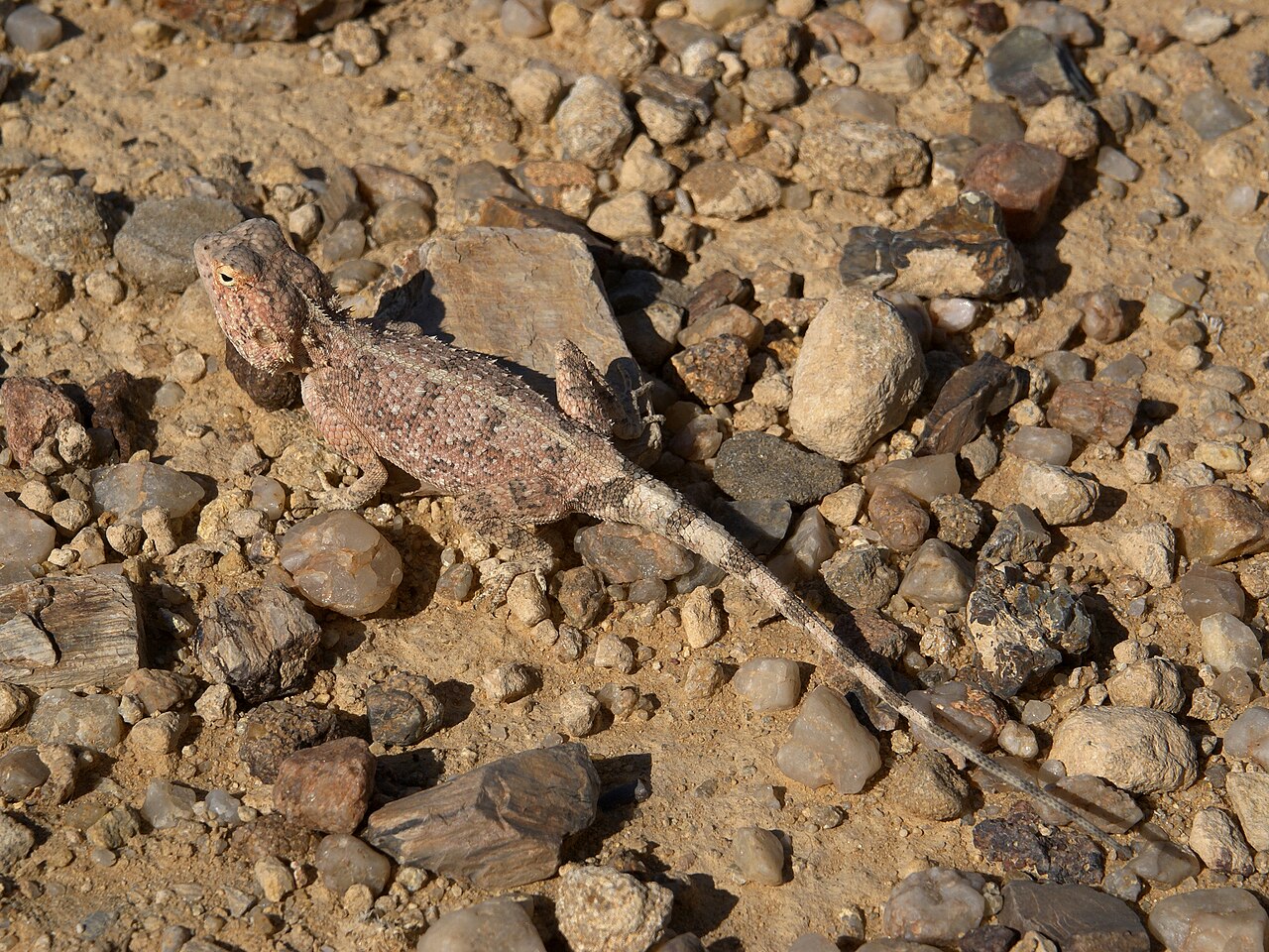 Foto fra Namibia – Agama aculeata