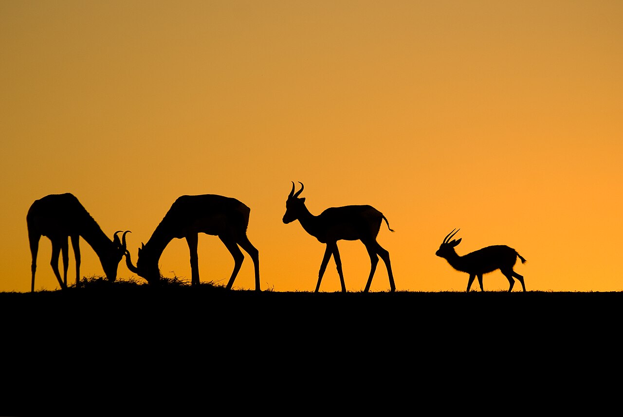 Foto fra Marokko – Gazelles of Sunset