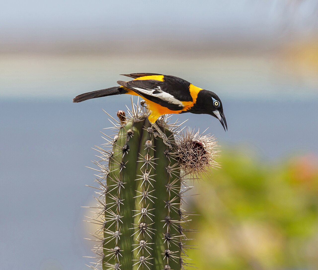 Foto fra Bonaire – Trupial eating cactus fruit