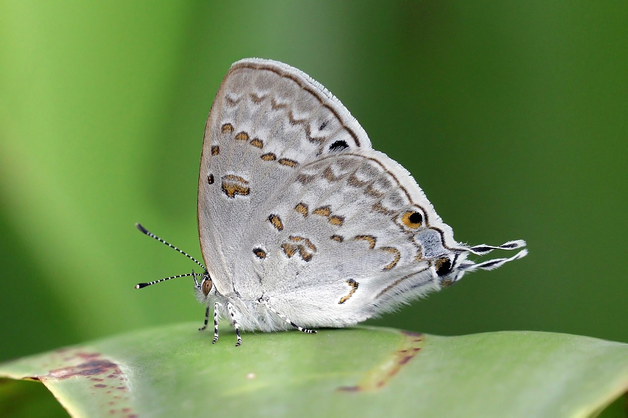 Foto fra Madagaskar – Madagascar black-eye (Leptomyrina phidias)