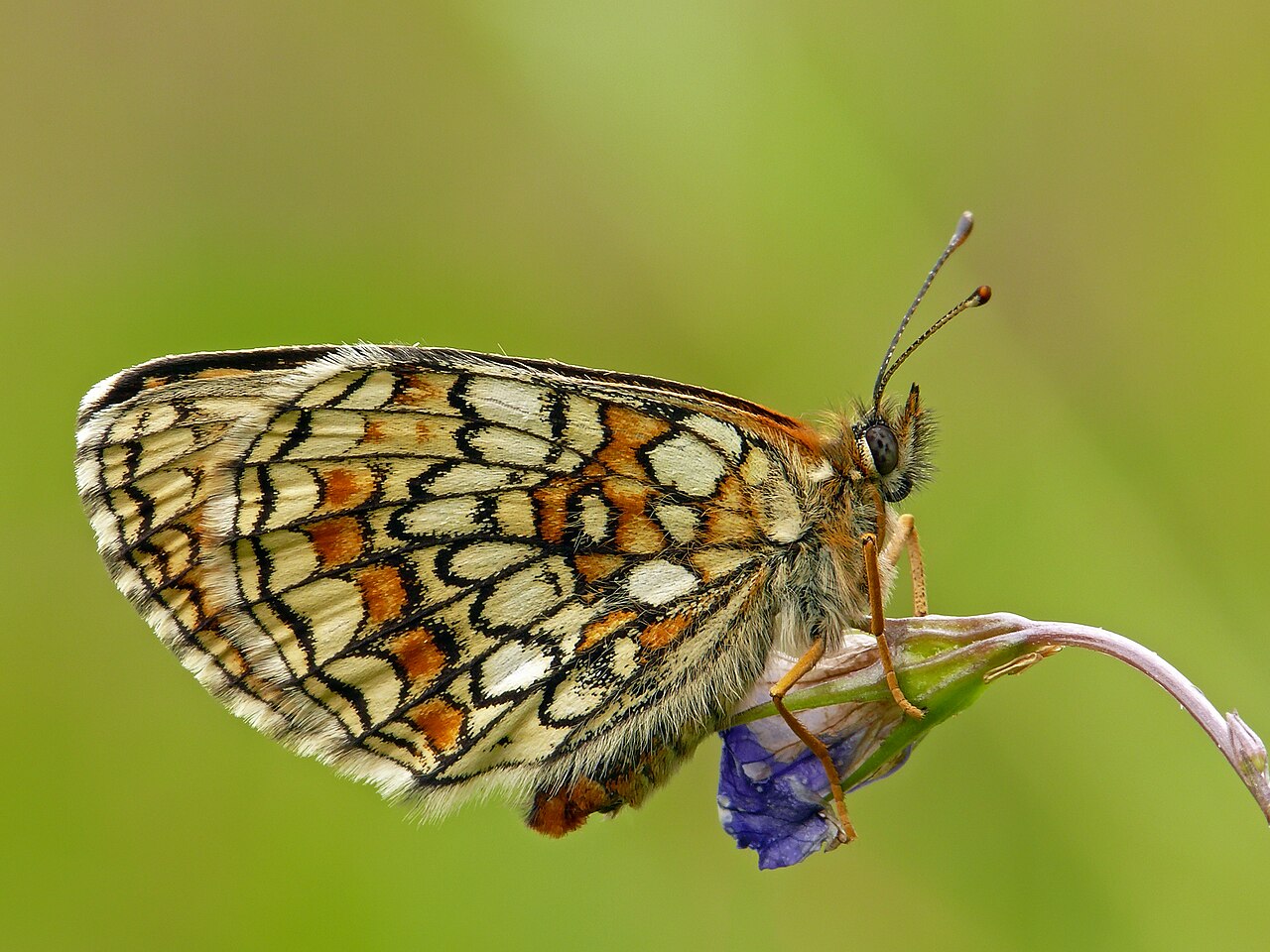 Foto fra Hviterussland – P1160778 Melitaea athalia