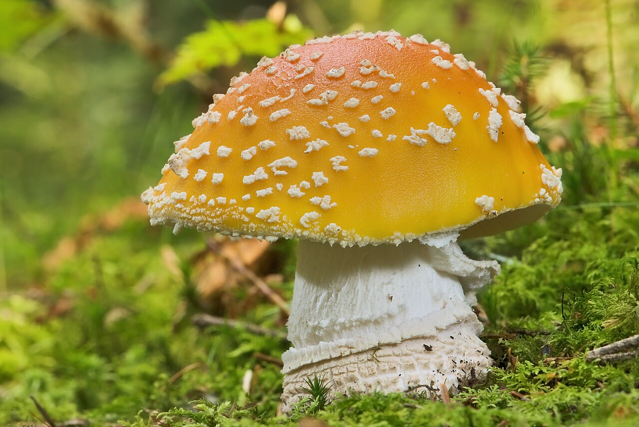 Foto fra Østerrike – AD2009Sep20 Amanita muscaria 02