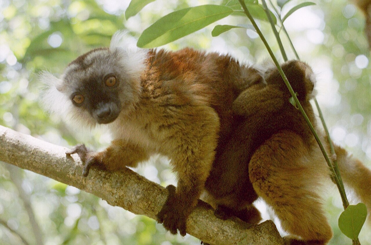 Nosy-Be i Madagaskar