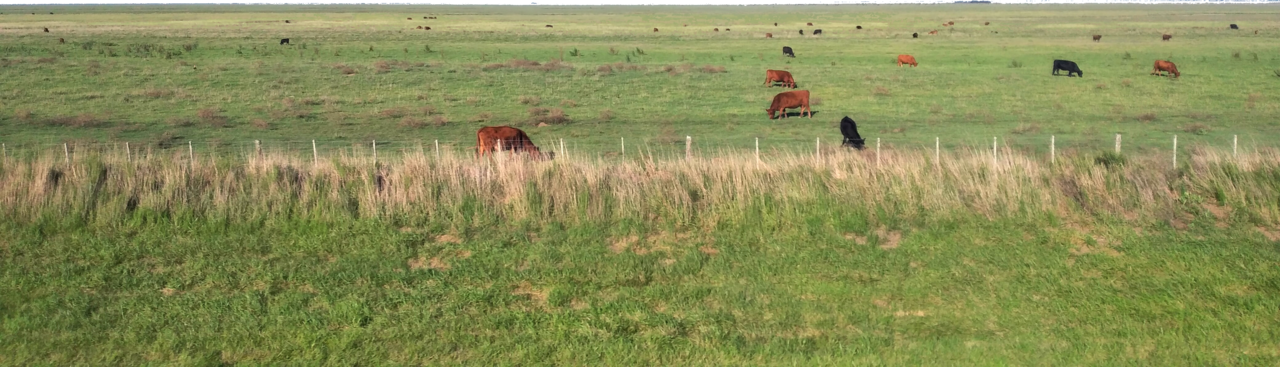 Foto fra Pampas, Argentina – Pampas BsAsProv