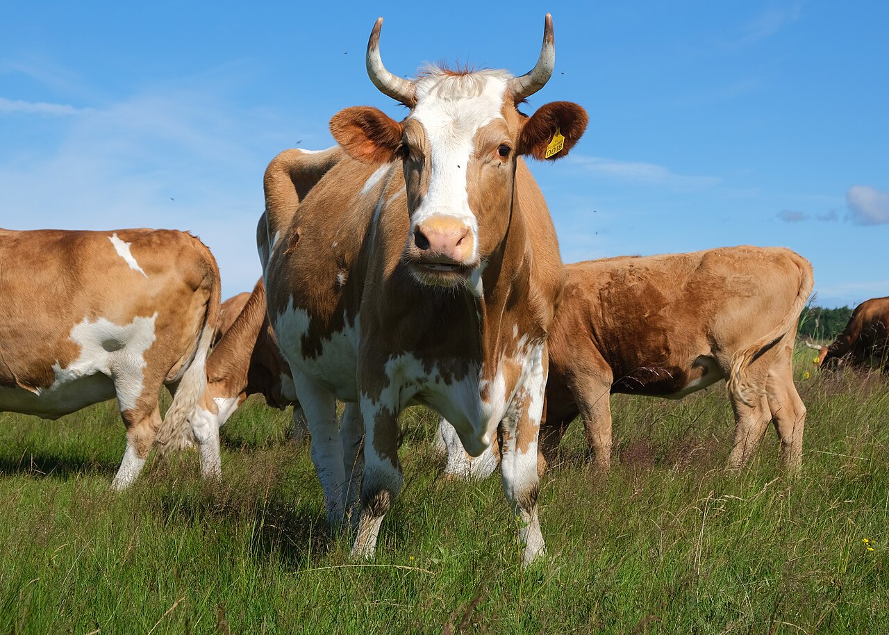 Foto fra Finland – Cattle Leveäkari 7