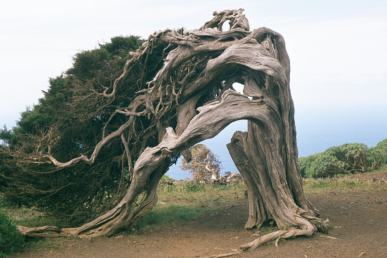 Foto fra El Hierro, Kanariøyene – El Hierro Sabinar