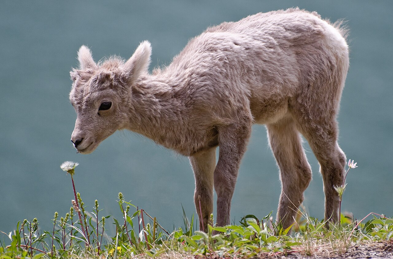 Foto fra Rocky Mountains, Canada – Bighorn lamb Alberta