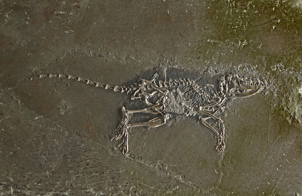 Foto fra Tyskland – Macrocranion tupaiodon 01