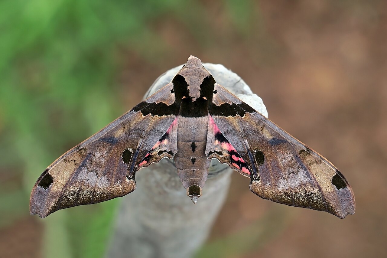 Foto fra Panama – Sphinx moth (Adhemarius gannascus)