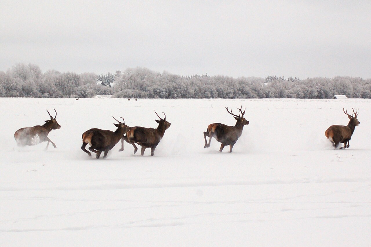 Foto fra Saaremaa, Estland – Hirved1