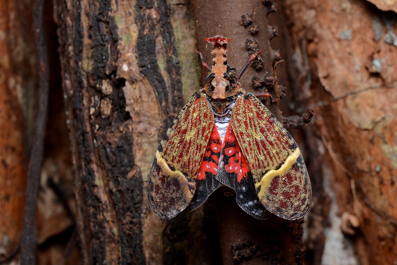 Foto fra Costa Rica – Flickr - ggallice - Hopper
