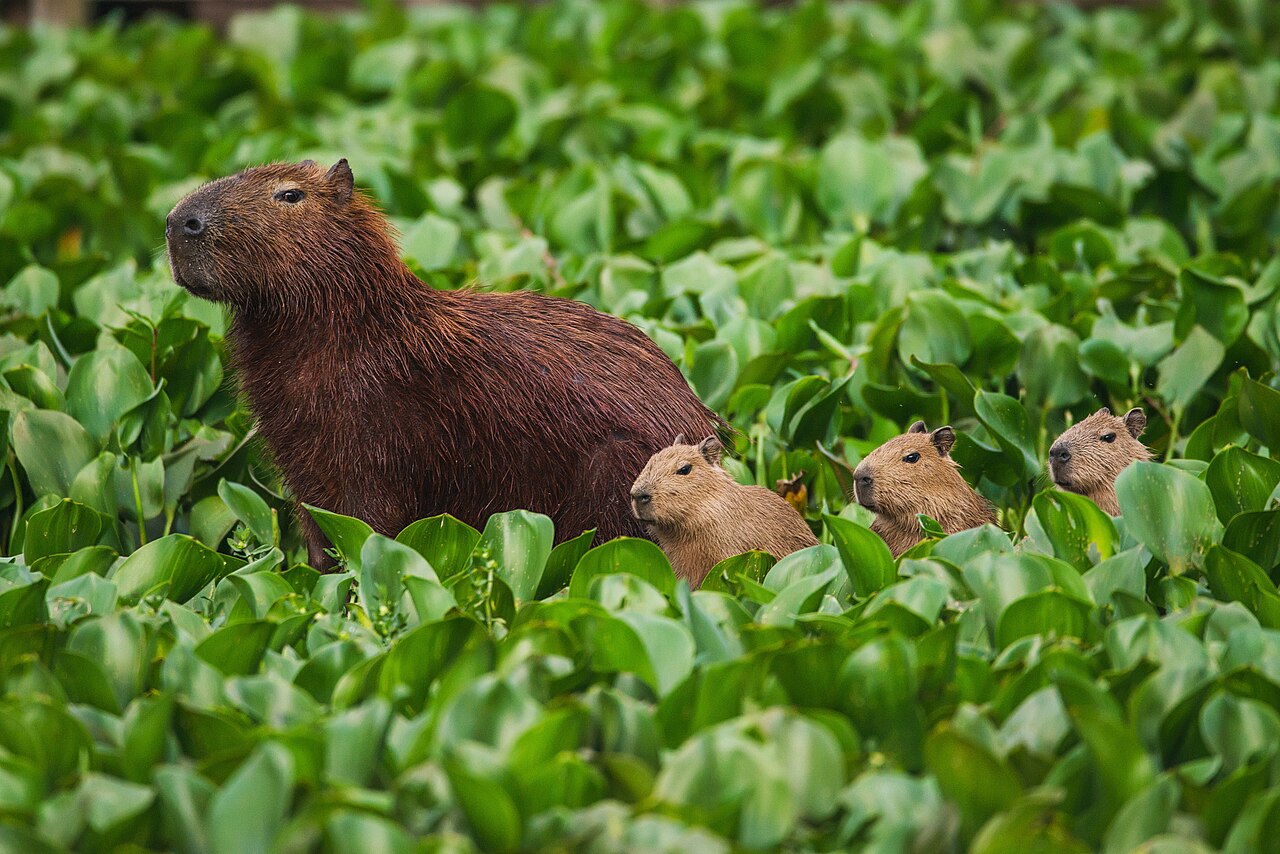 Foto fra Pampas, Argentina – Capivara(Hydrochoerus hydrochaeris)