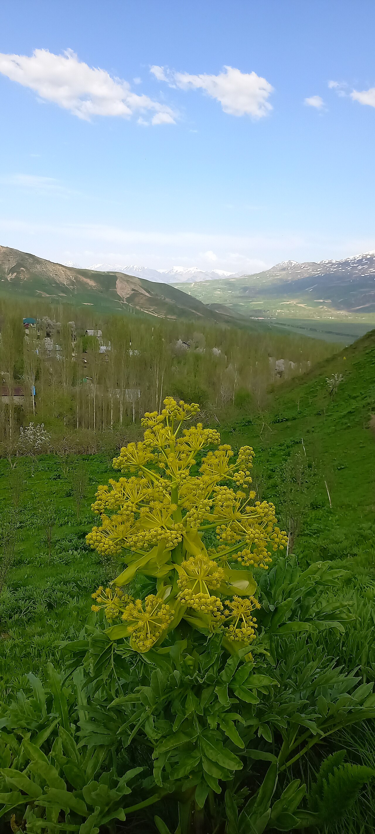 Foto fra Tadsjikistan – Камол 2