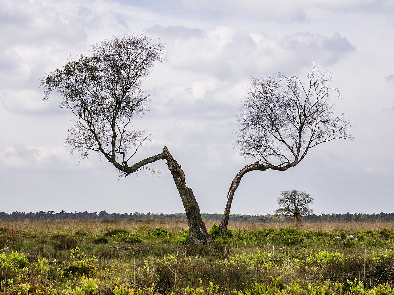 Foto fra Hoge Veluwe, Nederland – Deelerwoud, 09-05- (actm.) 04