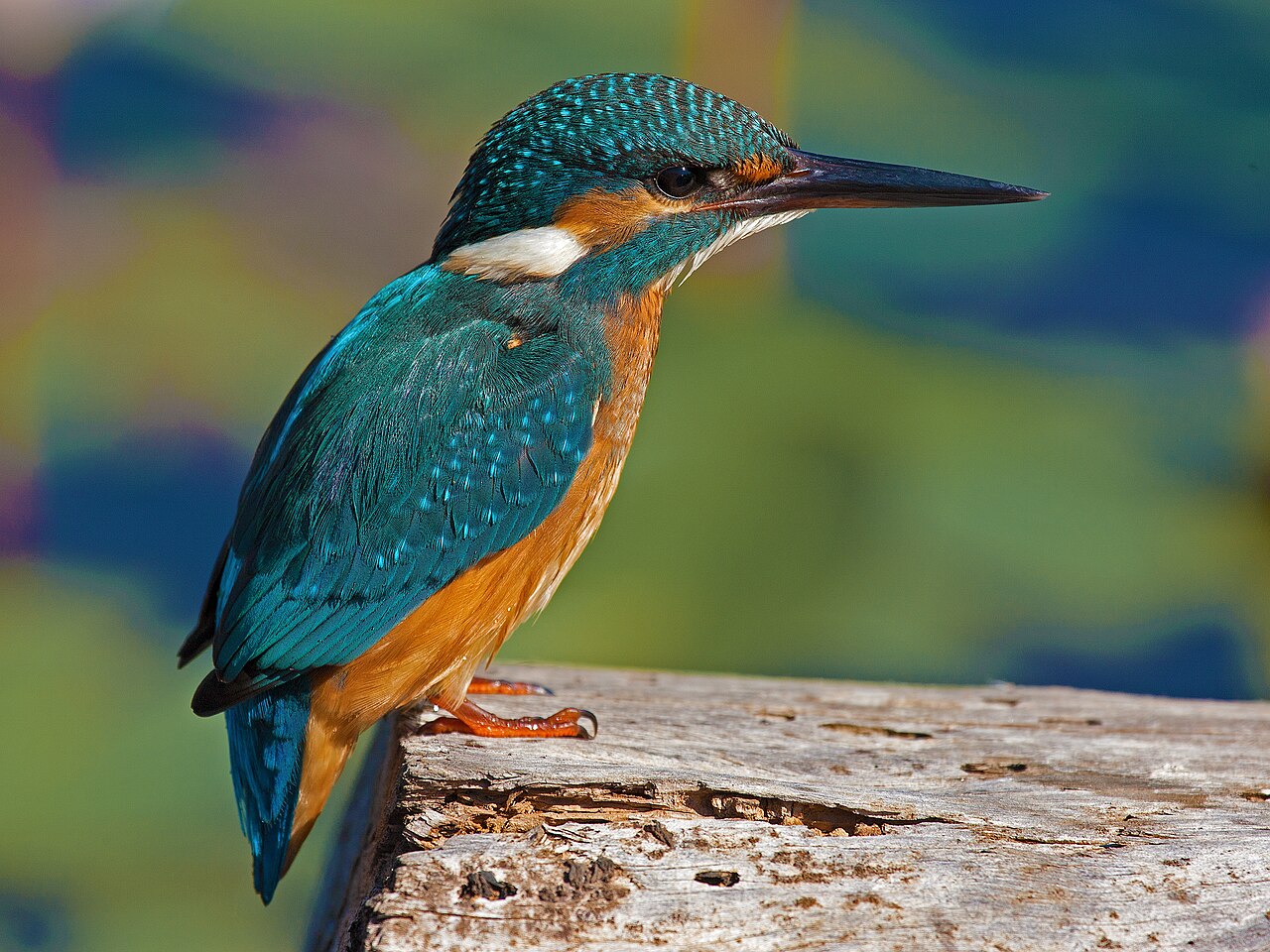 Foto fra Tel Aviv, Israel – Alcedo Atthis