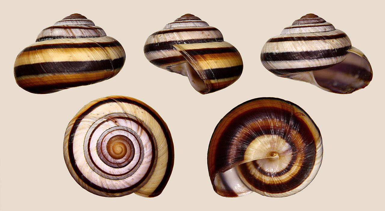 Foto fra Indonesia – Asperitas inquinata penidae 01