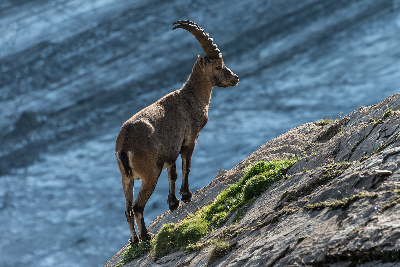Foto fra Østerrike – Steinbock 14962940265