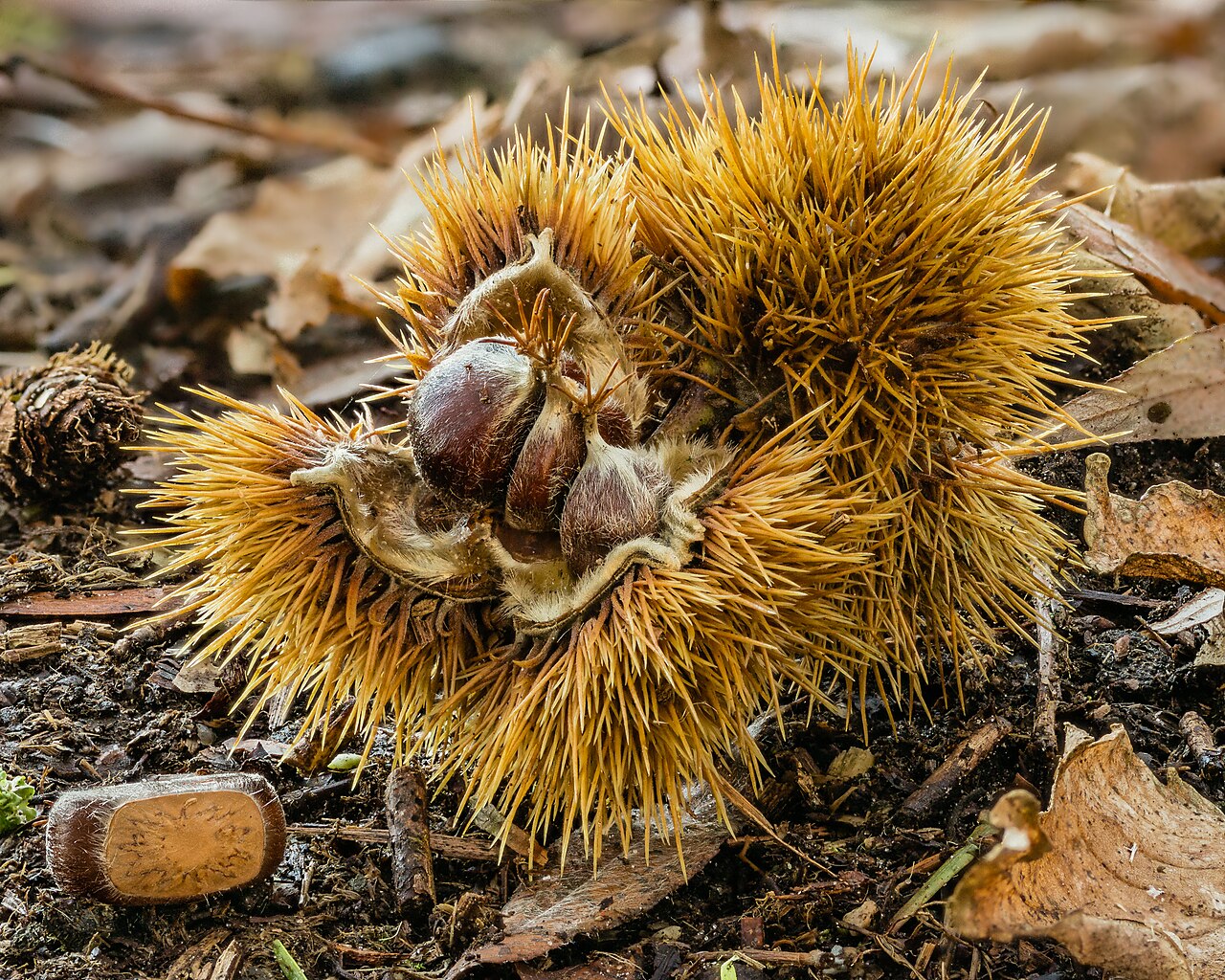 Foto fra Nederland: Afgevallen kastanje van een Tamme kastanje (Castanea sativa) 24-10- (d.j.b.) 01