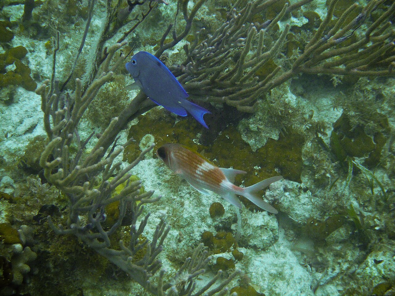 Foto fra Turks & Caicos, Turks- og Caicosøyene – Blue Tang and Squirrelfish