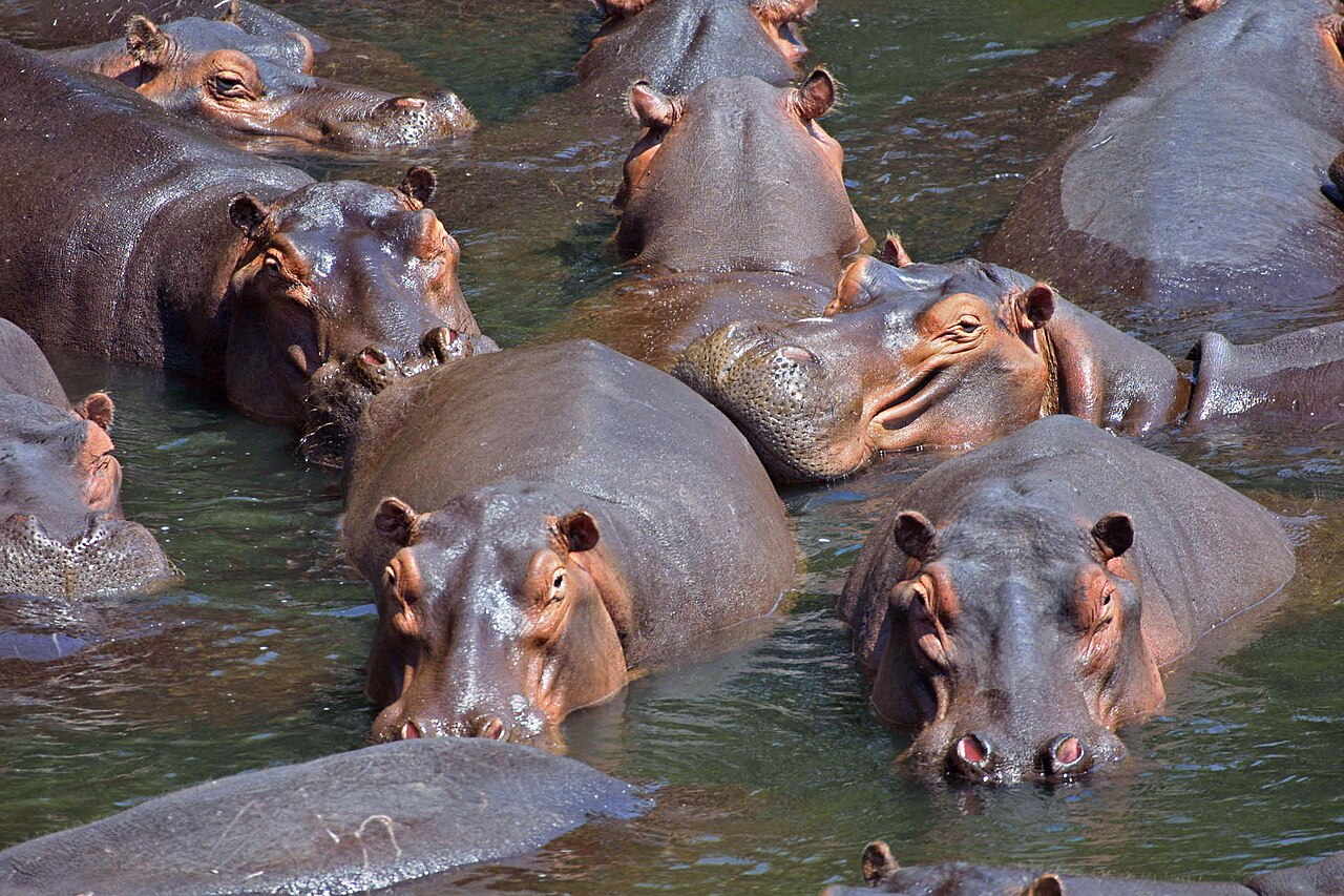 Foto fra Zambia – Hippo pod edit