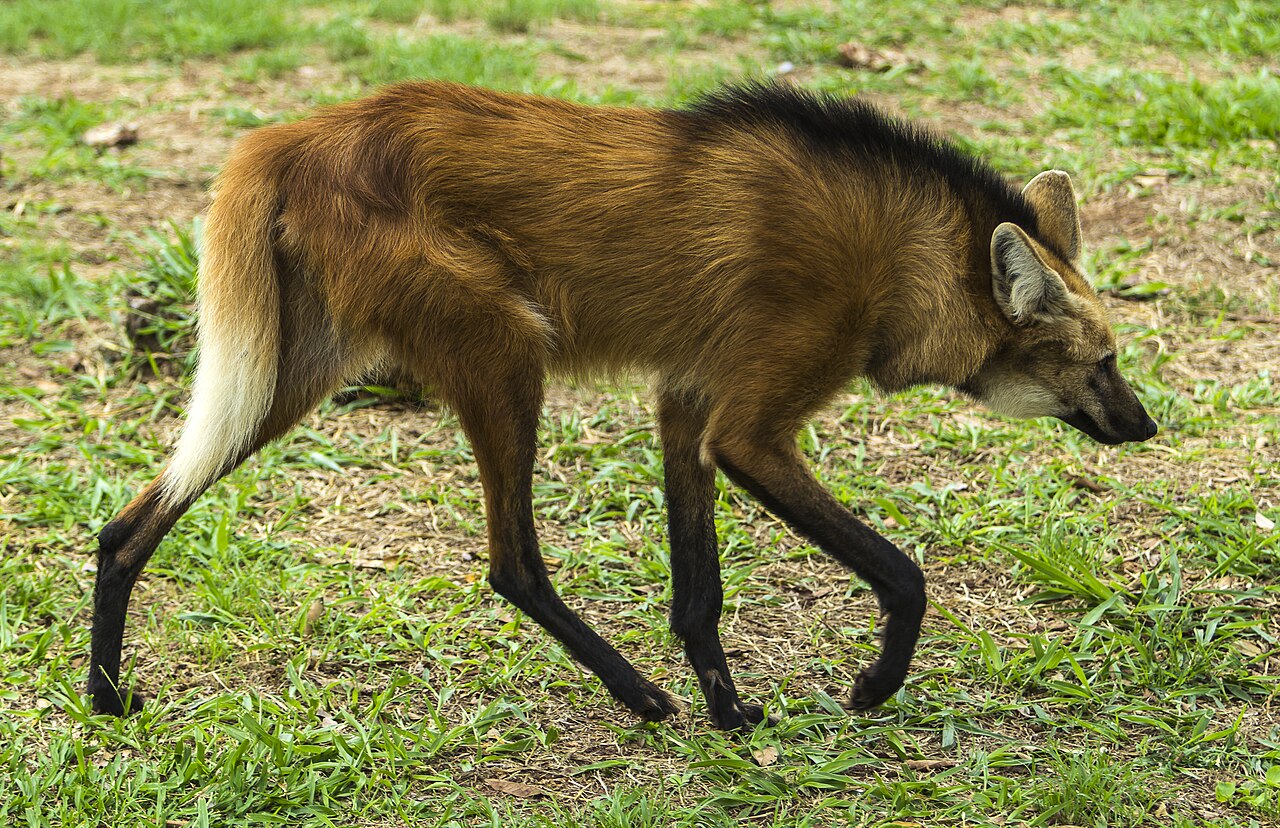 Foto fra Pampas, Argentina – Lobo Guará andando