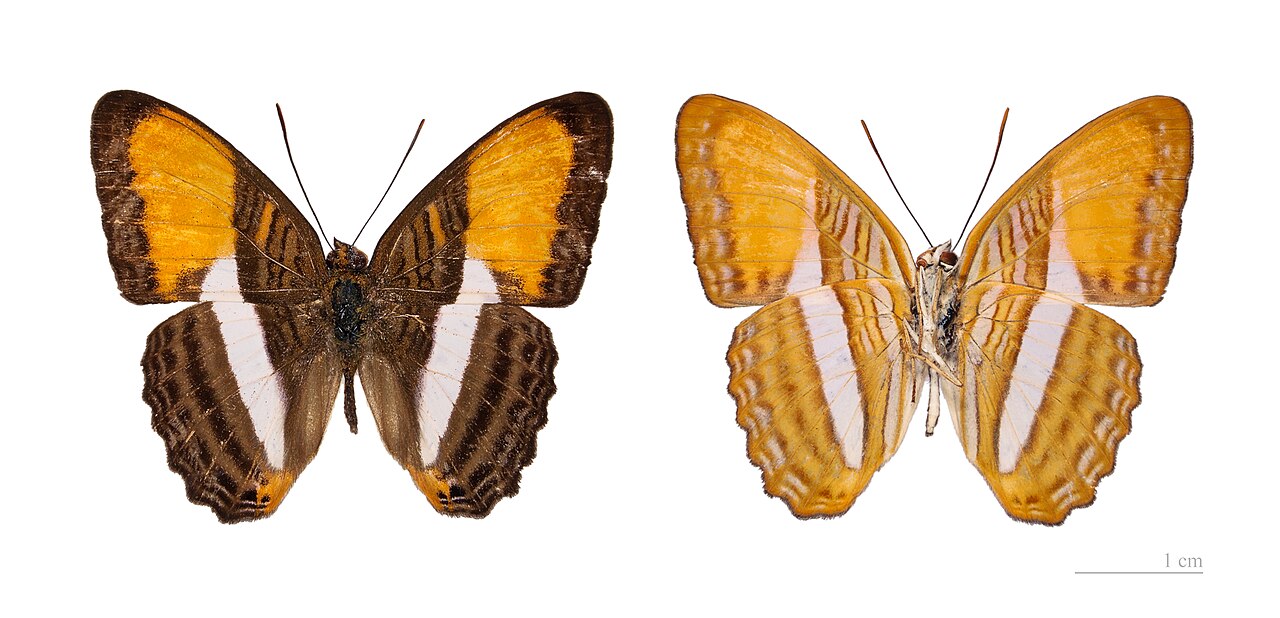 Foto fra Fransk Guyana – Adelpha cytherea MHNT