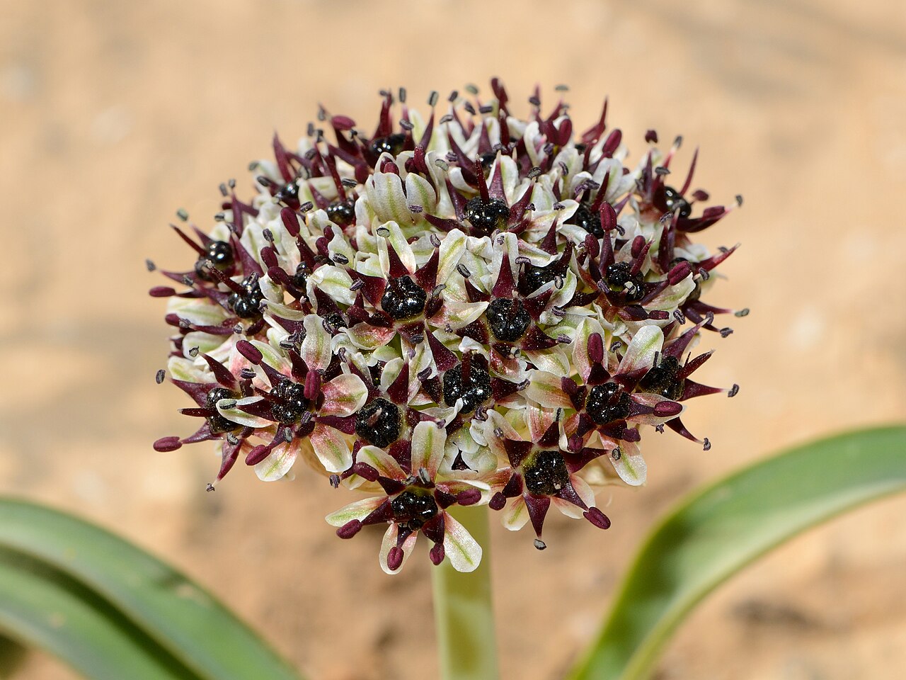 Foto fra Israel – Allium rothii 1