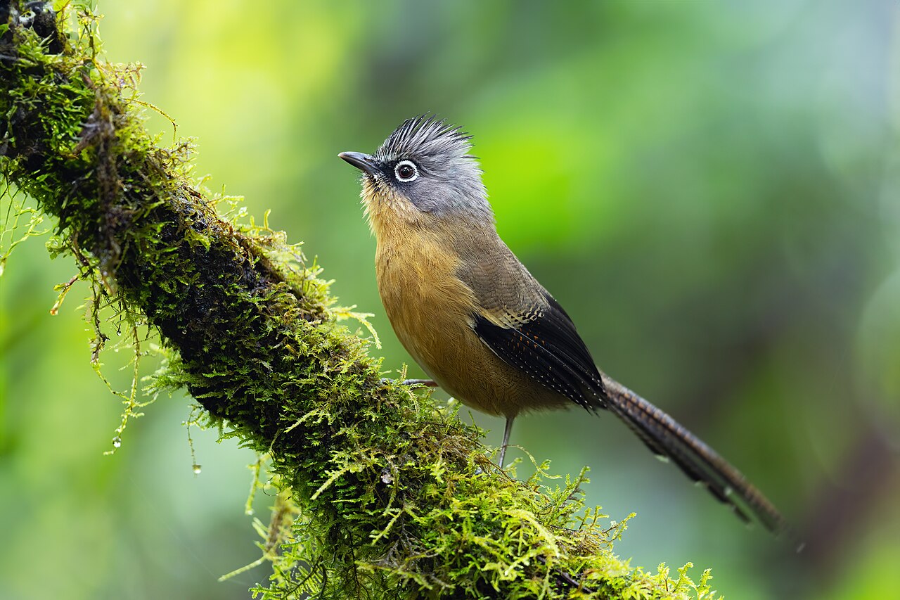 Foto fra Vietnam – Black-crowned Barwing 0A2A7804