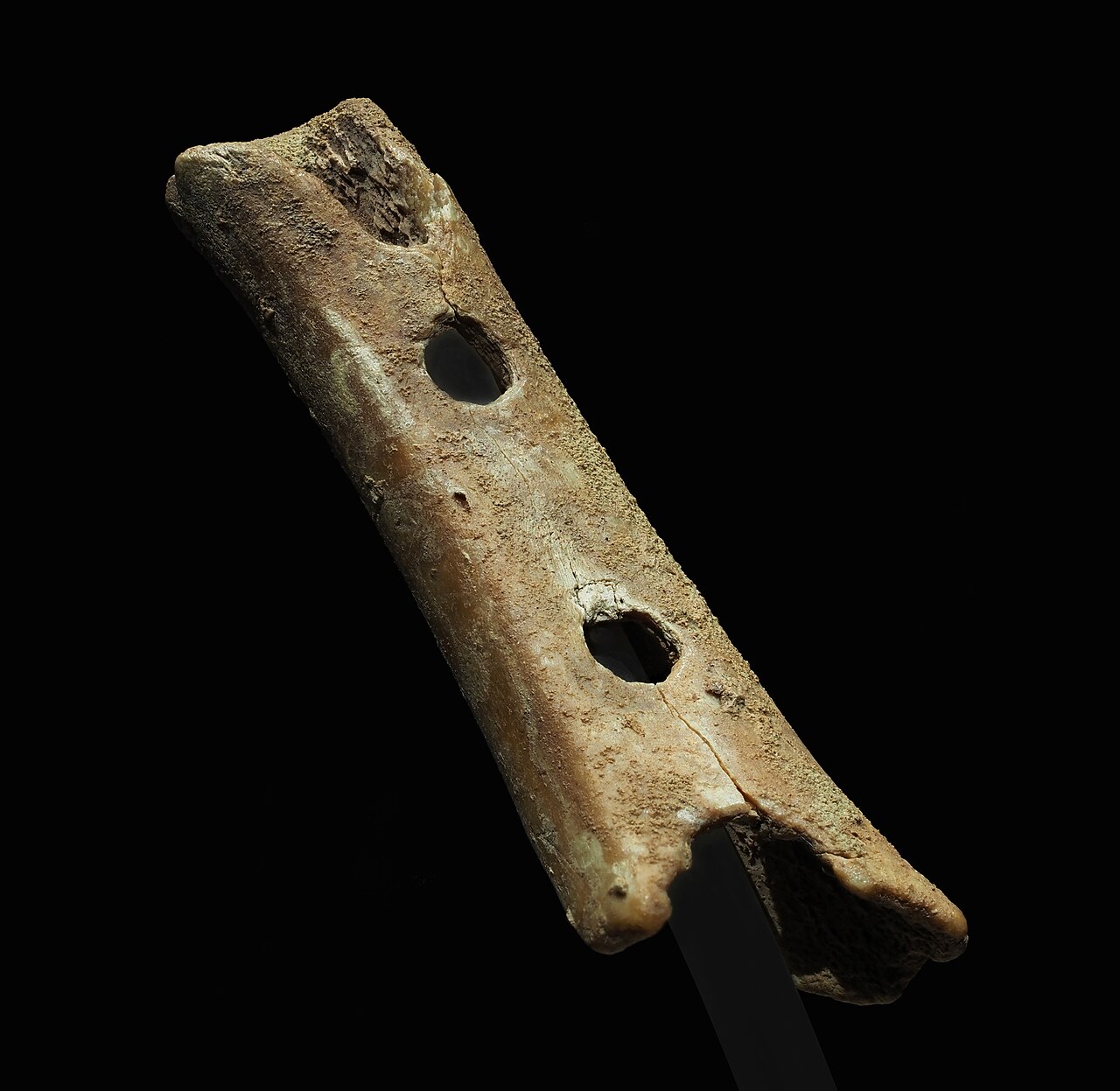 Foto fra Slovenia – Divje Babe flute (Late Pleistocene flute)