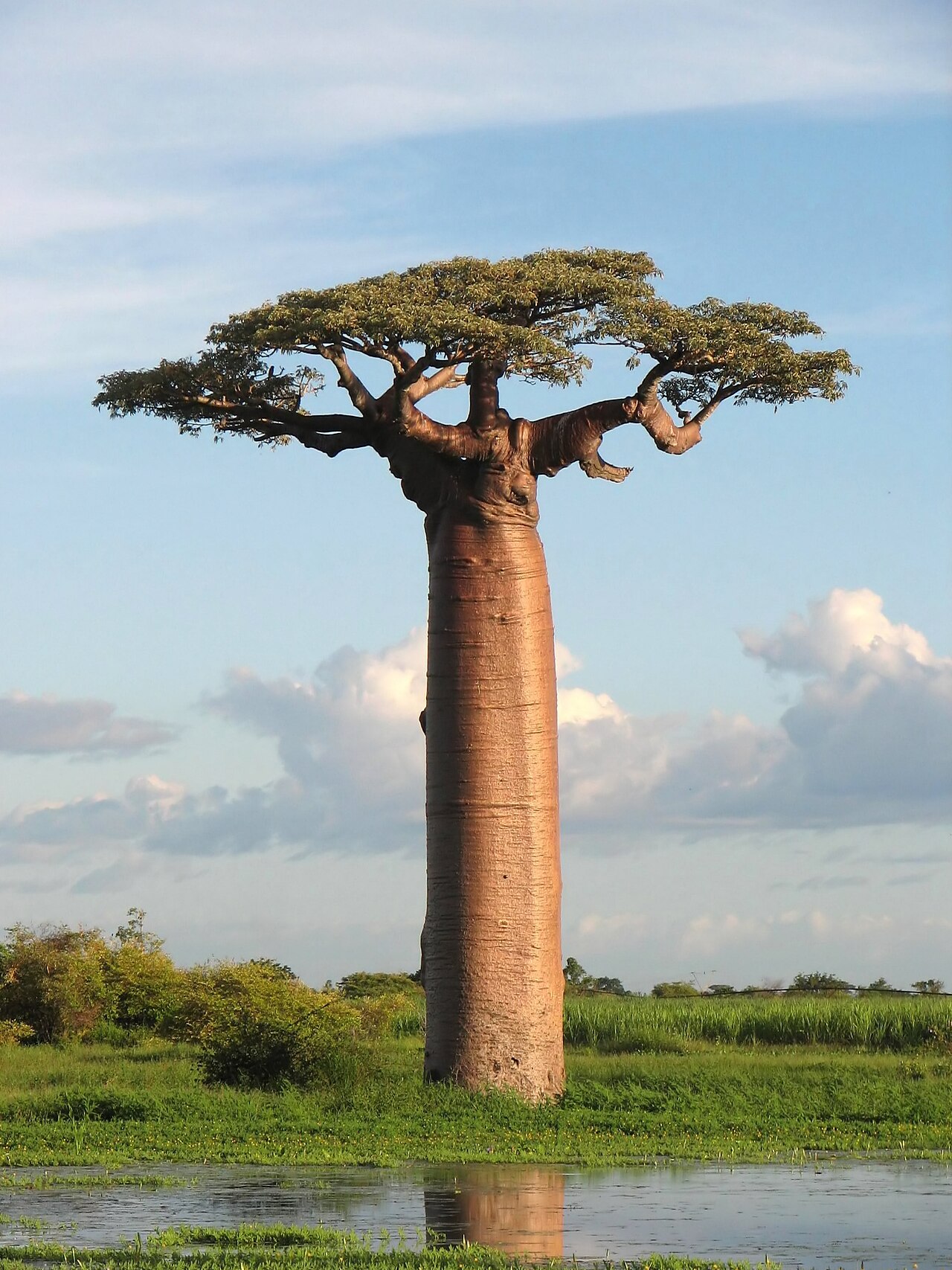 Foto fra Madagaskar – Adansonia grandidieri04