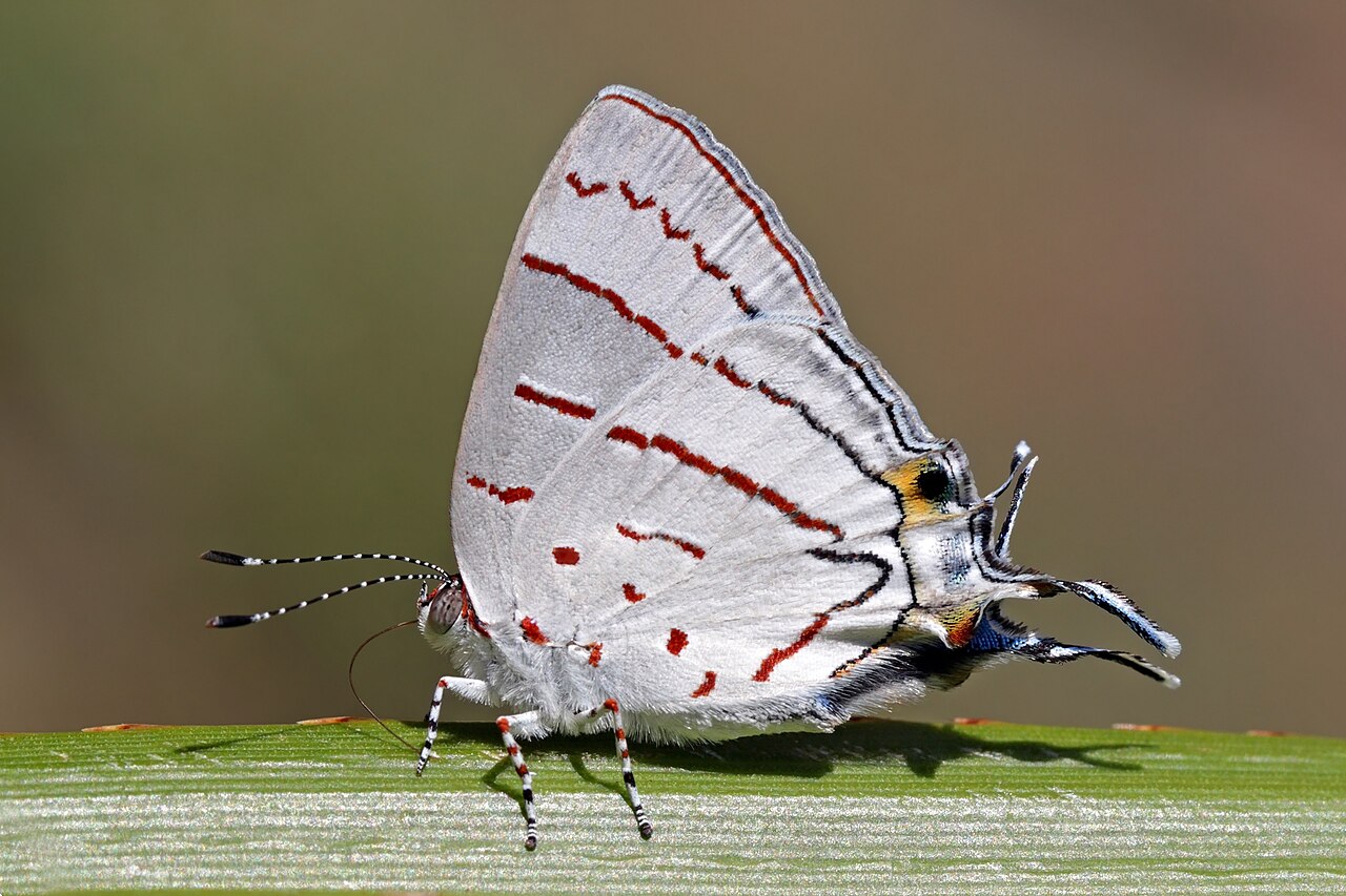 Foto fra Madagaskar – Hemiolaus cobaltina
