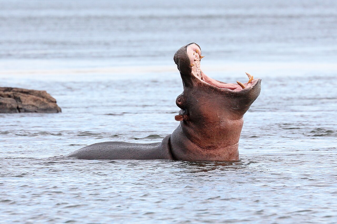 Foto fra Zimbabwe – Hippopotamus in the Zambezi